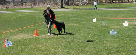 dogs in rall obedience class