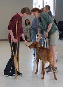 dog socializing to crutches in therapy dog prep class