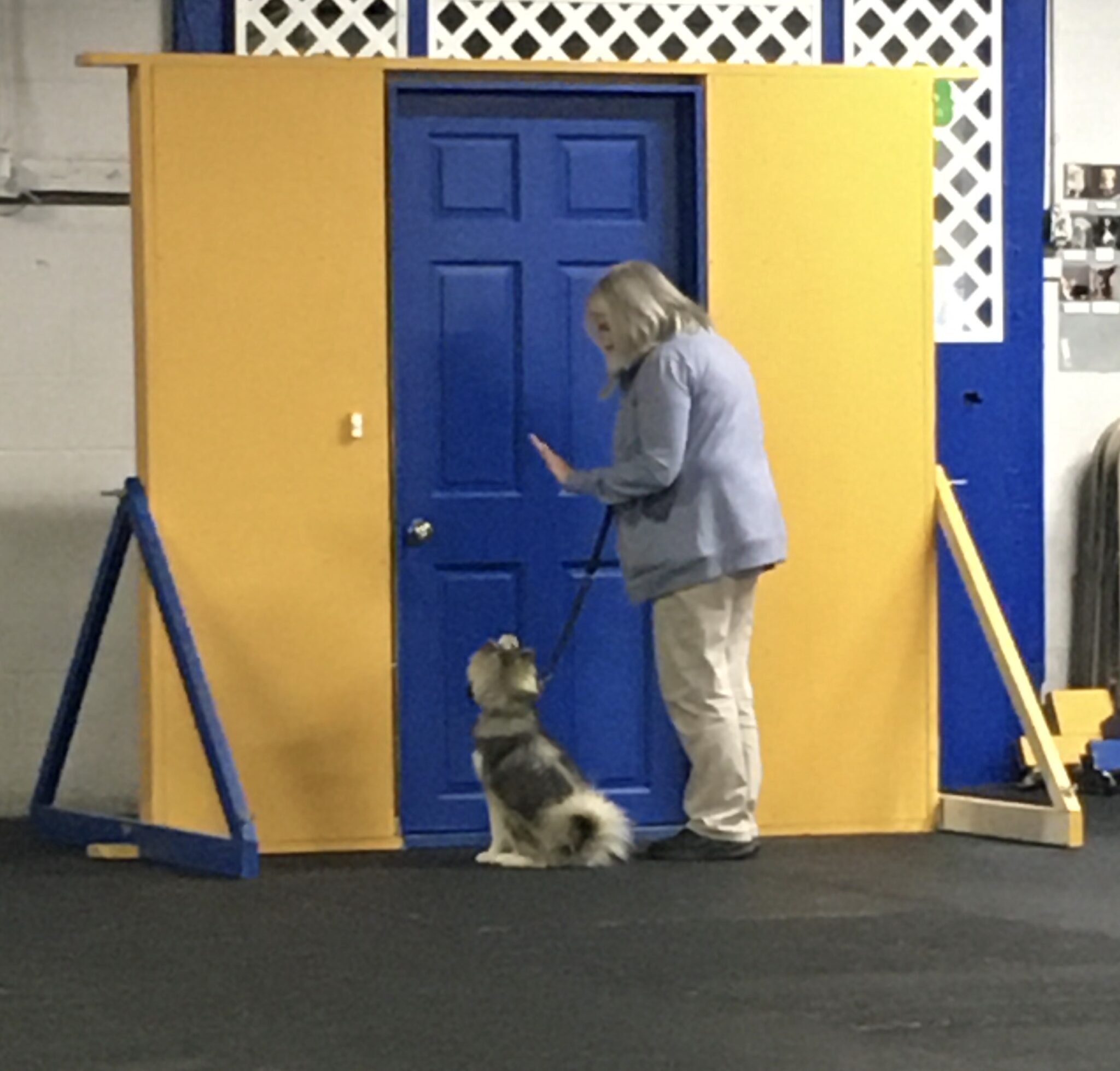 Dog Training Albany Ga - kvxhoty