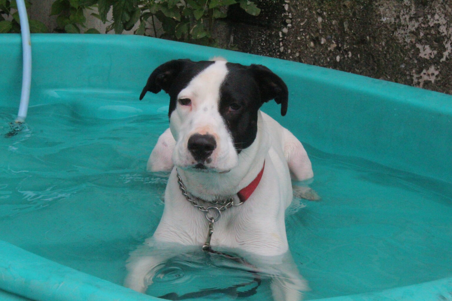 albany-ny-dog-training-puppy-training-albany-new-york-dog-behavior