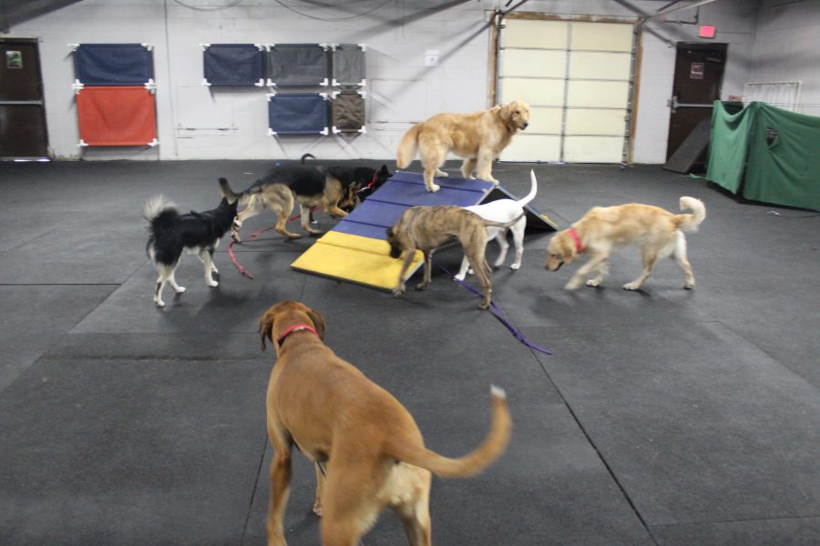 Dog Day Care Jobs Albany NY Dog Trainer Job Albany Dog Friendly