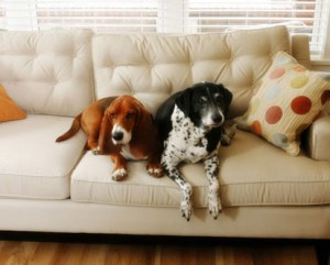 Canine Safety at Home Webinar CD