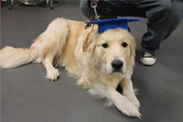 Dog graduating from obedience class