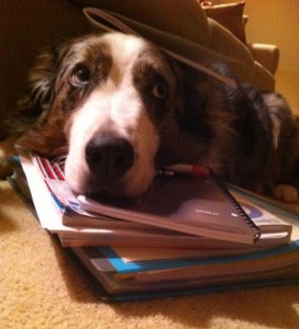 dog taking a study break :)