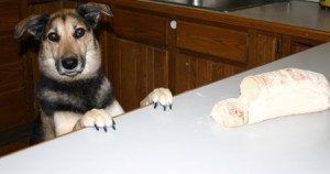 Dog with paws on counter